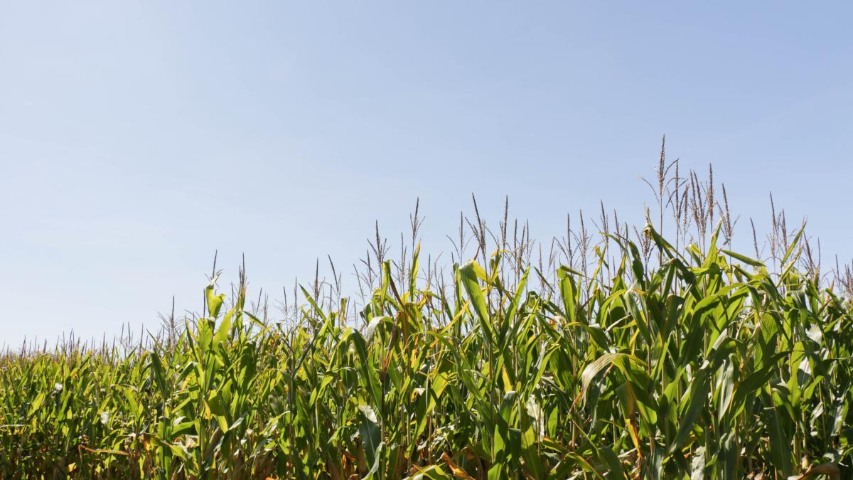 Photo: Corn field