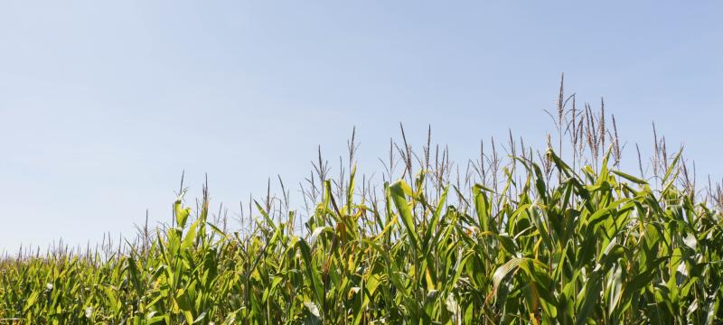 Photo: Corn field