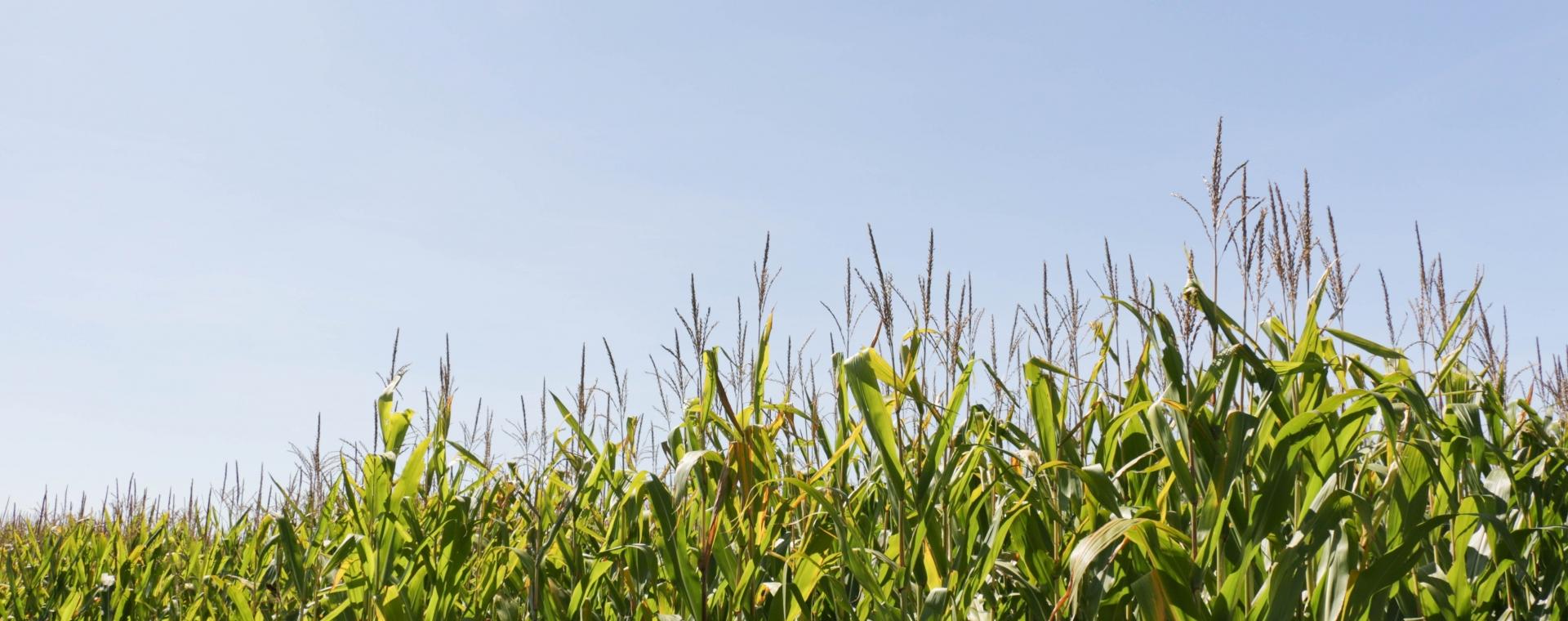 cornfield 